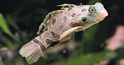 Synchiropus picturatus Položený mandarín
