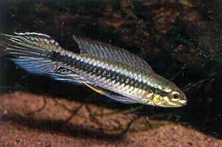 Taeniacara candidi (Kandidát)