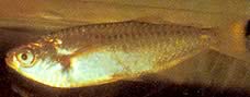 Triportheus albus Tetra-Maker so žltými plutvami
