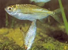 Triportheus pictus (Strieborná tetra-slaš)