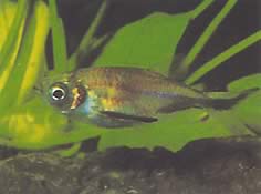 Triportheus rotundatus (Okrúhla kuše tetra)