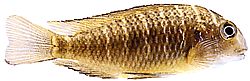 Tropheus moorii (Trofeus moorii)
