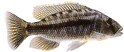 Tyrannochromis macrostoma (Makrostóm tyranochromis)