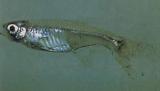 Xenurobrycon macropus (Brycon v Gros-yeux)