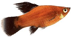 Xiphophorus maculatus (Plachetný)