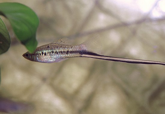Xiphophorus montezumae Držiteľ meča Montezuma