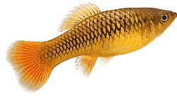 Xiphophorus variatus Platy papagáj